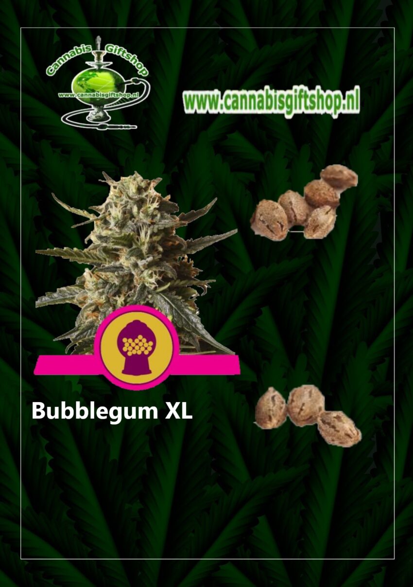 Cannabis giftshop Bubblegum XL