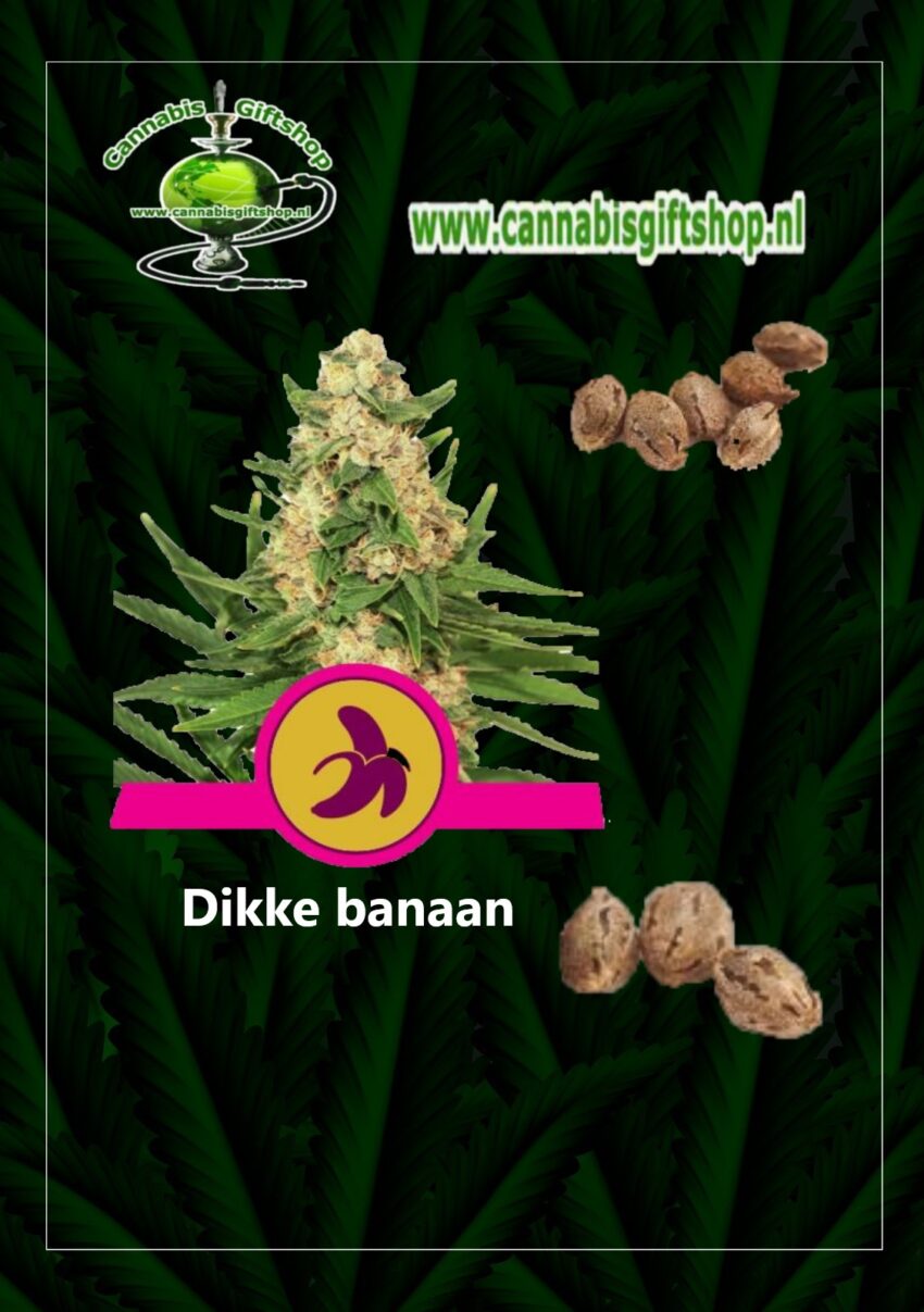 Cannabis giftshop Dikke banaan