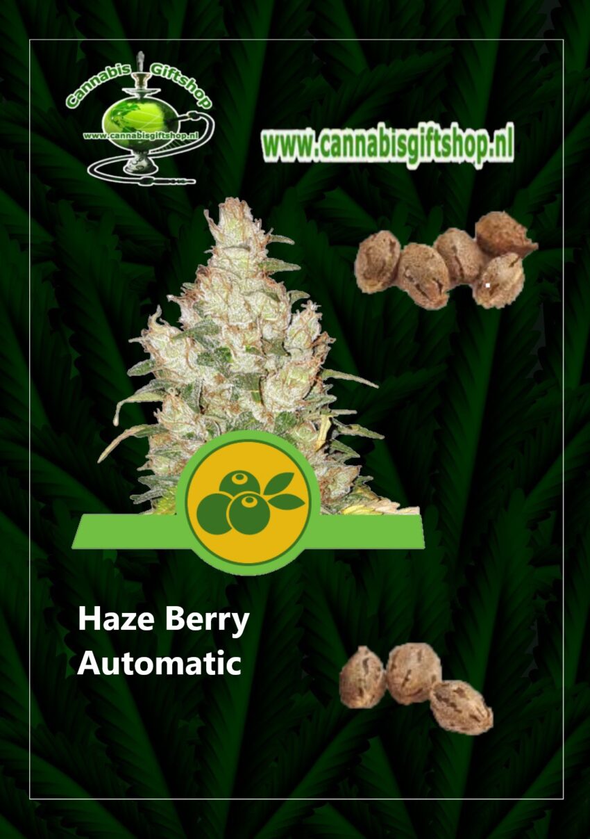 Cannabis giftshop Haze Berry Automatic