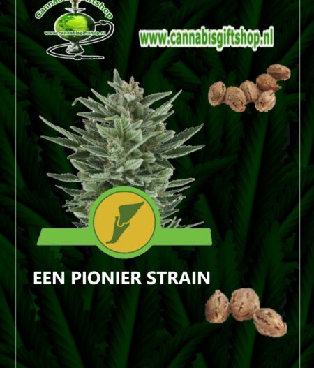 Cannabis giftshop PIONIER STRAIN