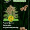 Cannabis giftshop Purple Queen Automatic