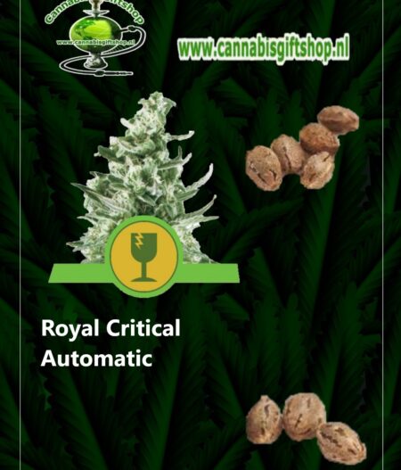 Cannabis giftshop Royal Critical Automatic