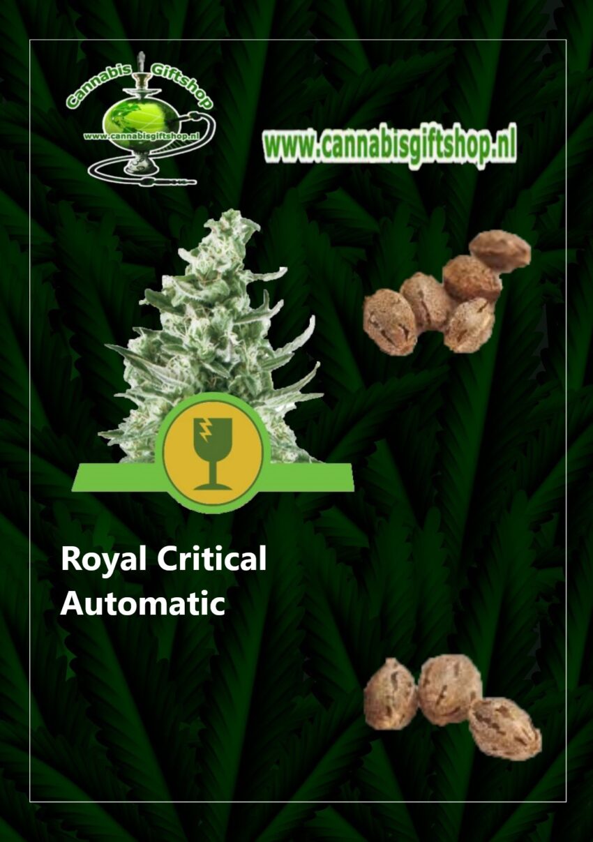 Cannabis giftshop Royal Critical Automatic