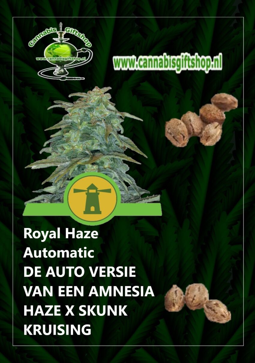 Cannabis giftshop Royal Haze Automatic