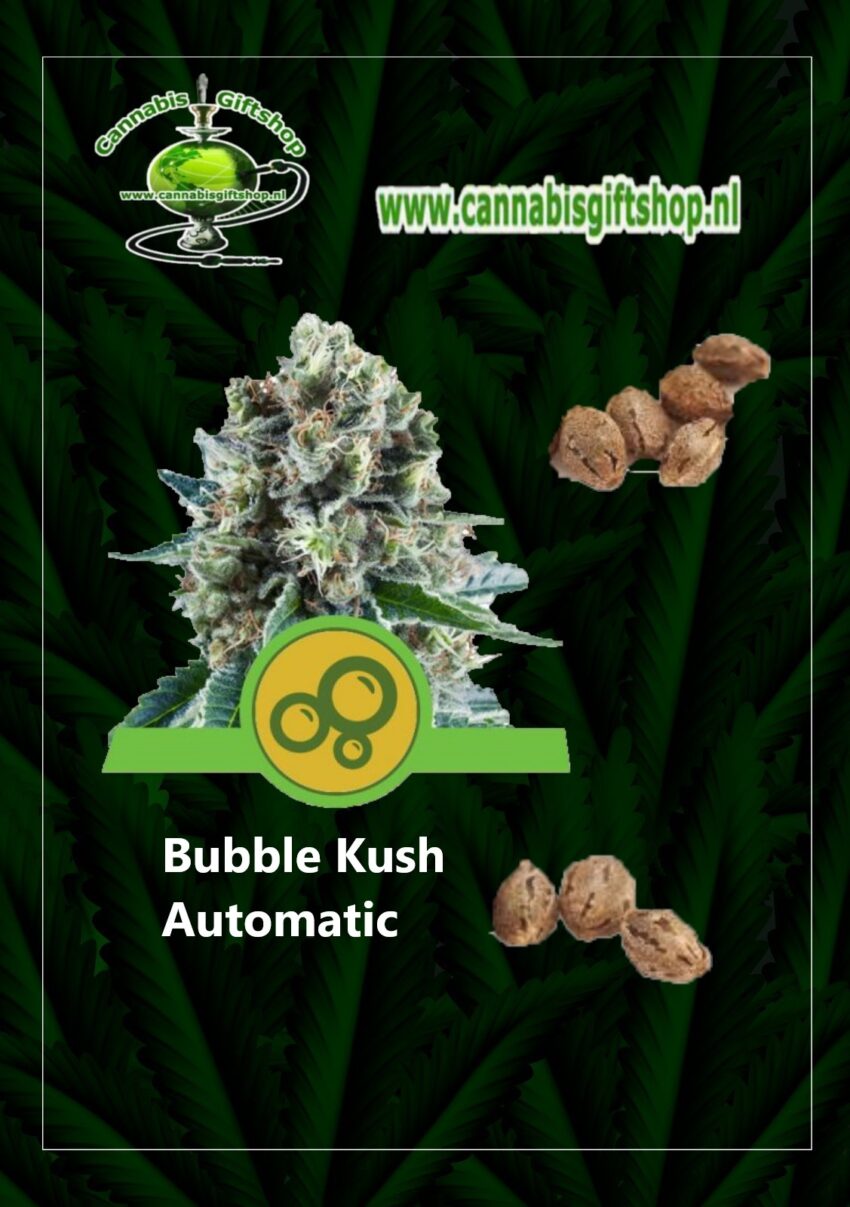 cannabis giftshop Bubble Kush Automatic