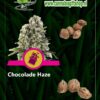 cannabis giftshop Chocolade Haze