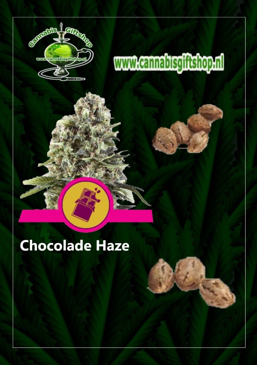 cannabis giftshop Chocolade Haze