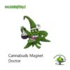 Cannabuds Magnet Doctor