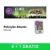 Psilocybe-Atlantis