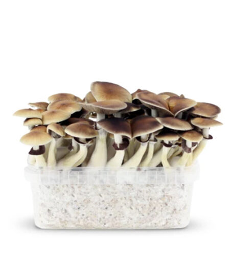 Myceliumbox PES Amazonian – 2100cc (XL)