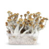Myceliumbox Mazatapec – 2100cc (XL)