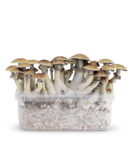 Myceliumbox B+ – 2100cc (XL)