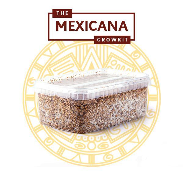 Myceliumbox Mexicana – 2100cc (XL)