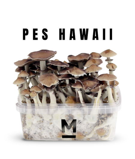 Myceliumbox PES Hawaii – 2100cc